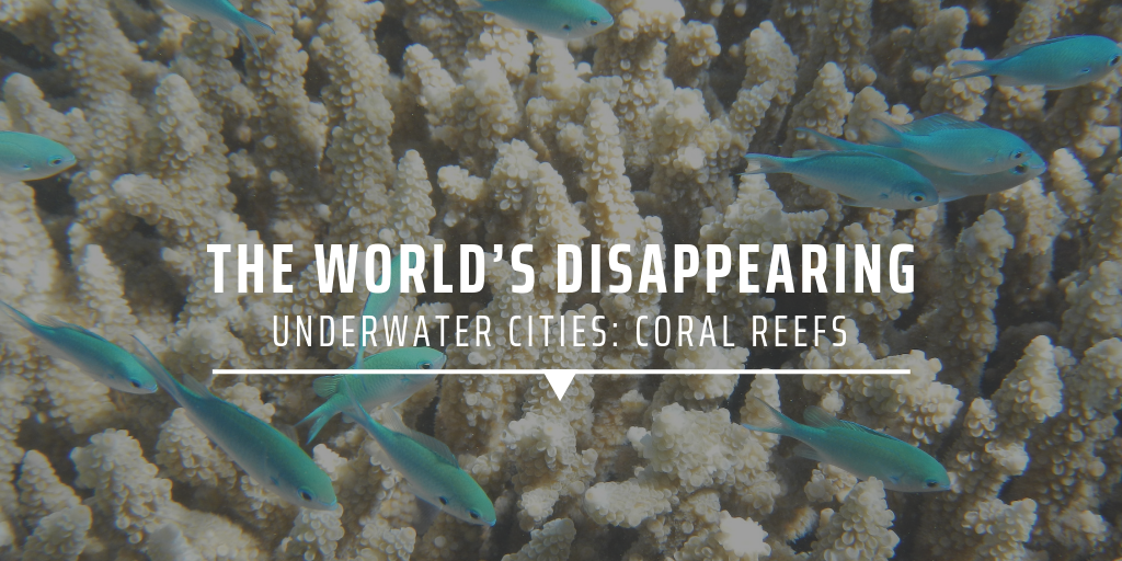 The world’s disappearing underwater cities: coral reefs