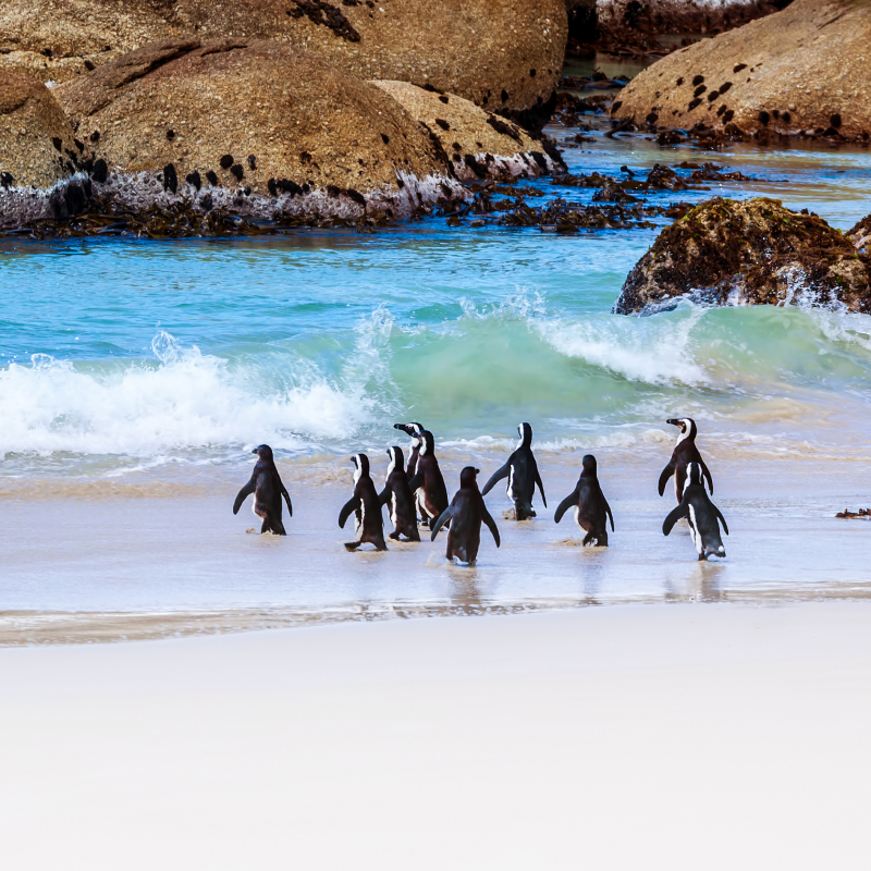 Paddle with endangered African penguins