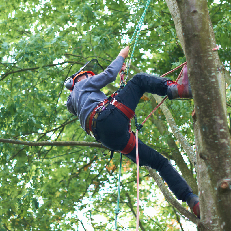 Try a tree climbing and canopy adventure
