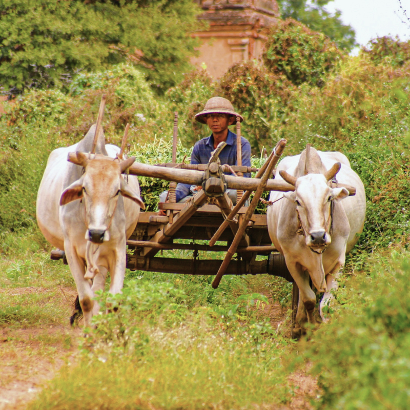 Take an ox cart ride through rice paddies